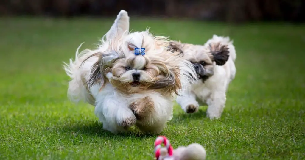 Shih Tzu's Interactions with Others