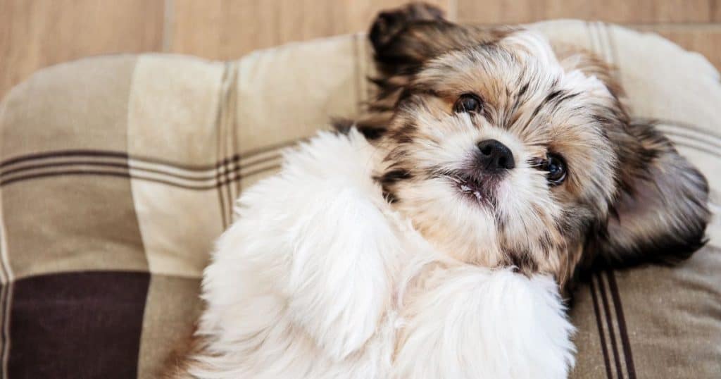 Shih Tzus and Allergens - Shih Tzu Hypoallergenic