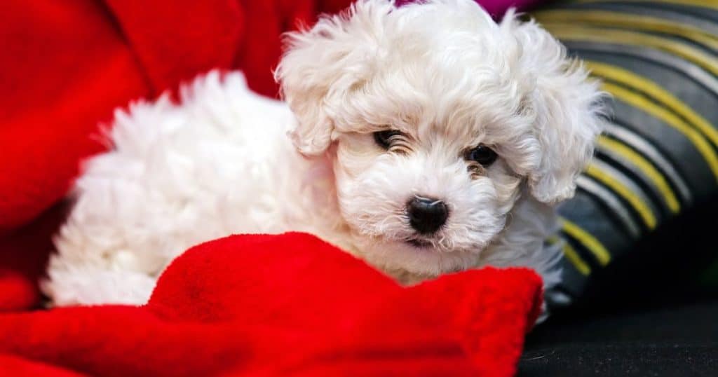 Signs of Separation Anxiety in Bichon Frise - Can Bichon Frise Be Left Alone