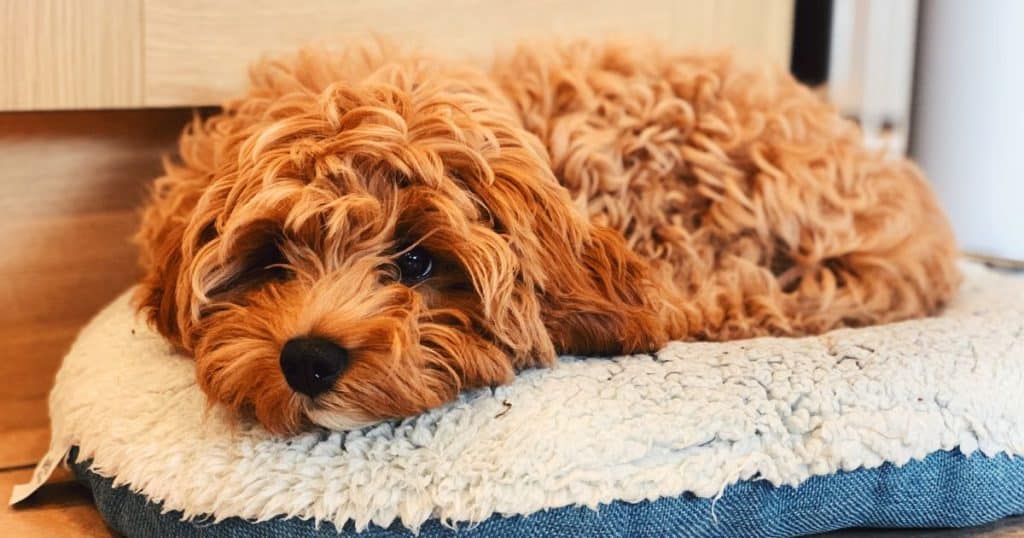 Takeaways - 10 Best Dog Foods for Cavapoo