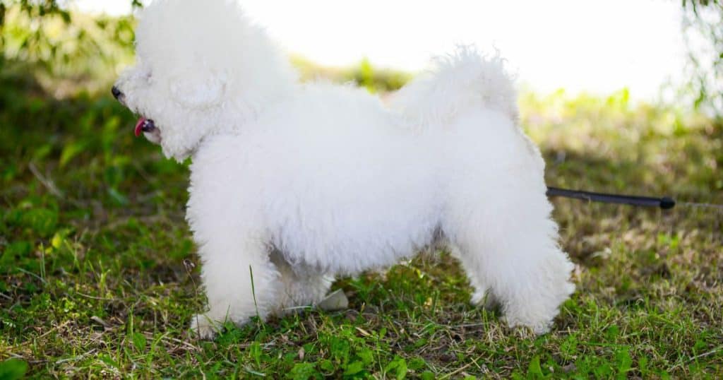 Teaching Bichon Frise to Swim - Can Bichon Frise Swim?