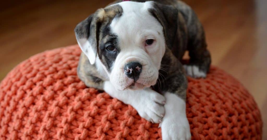 Old English Bulldog