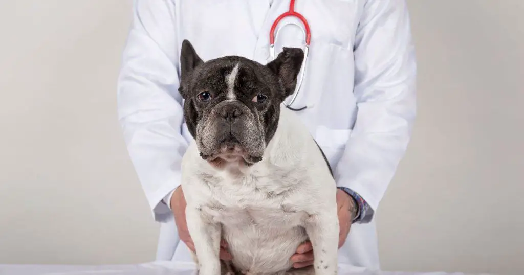 The Vet's Role in Enhancing Bulldog Life Expectancy