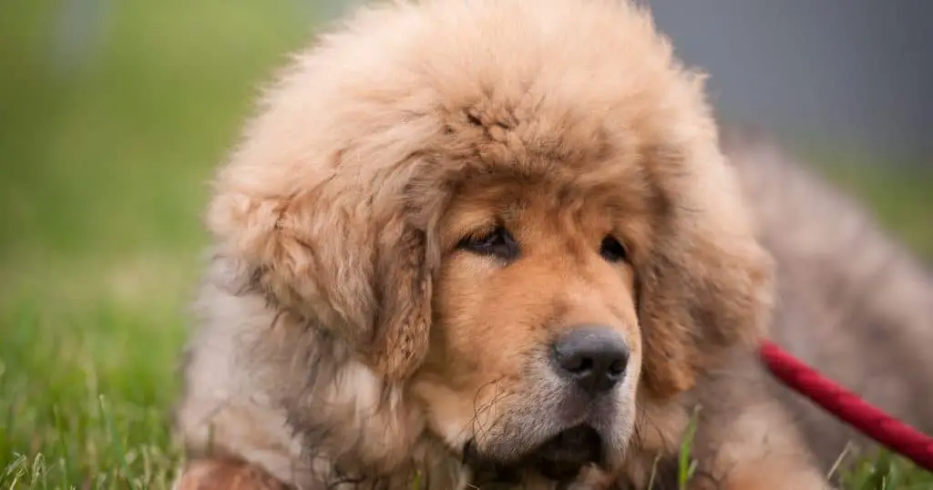Tibetan Mastiff - Big Fluffy Dog Breeds List