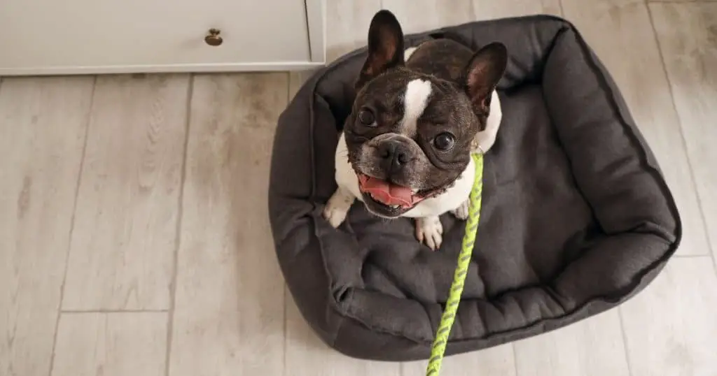Top 10 Best Beds for French Bulldogs