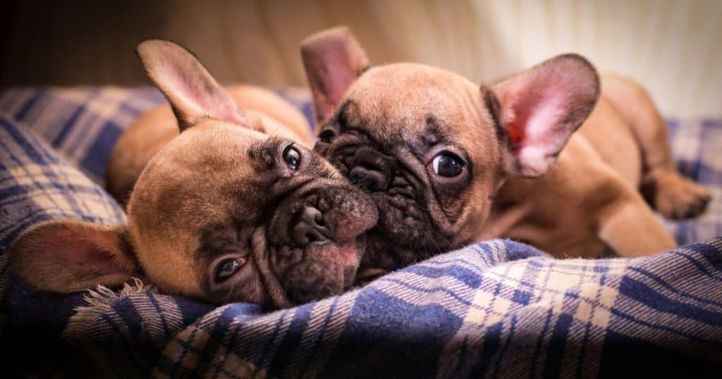 Top 12 Best Dog Bed for French Bulldog Puppy