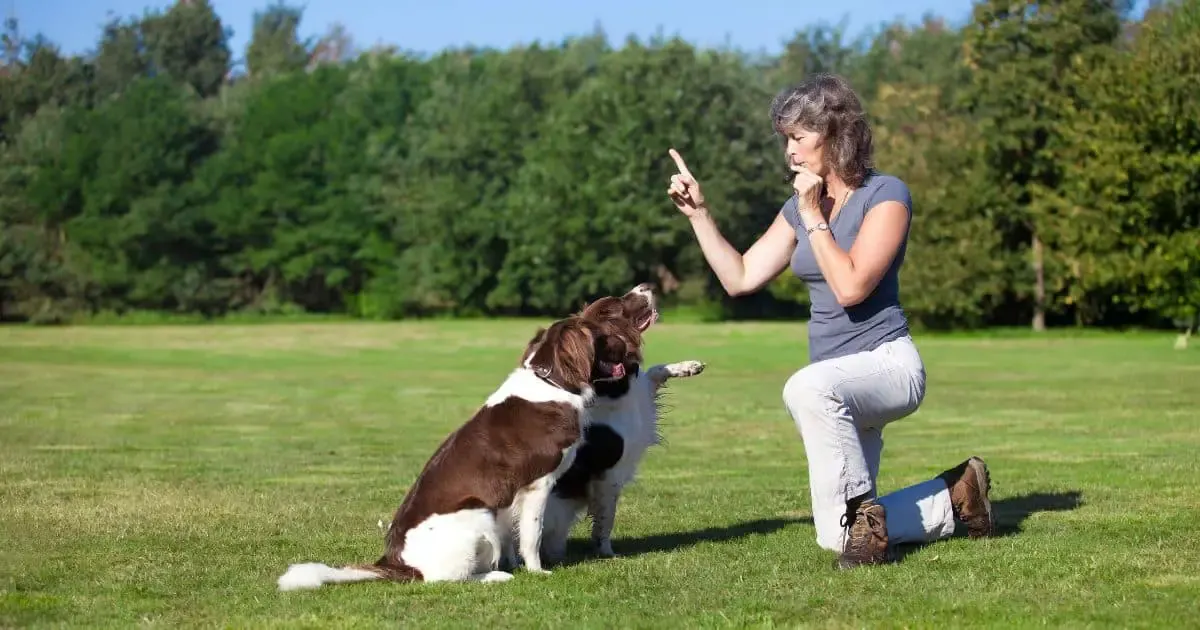 Top 3 Dog Training Whistle | Tried & Tested Best Models Reviewed