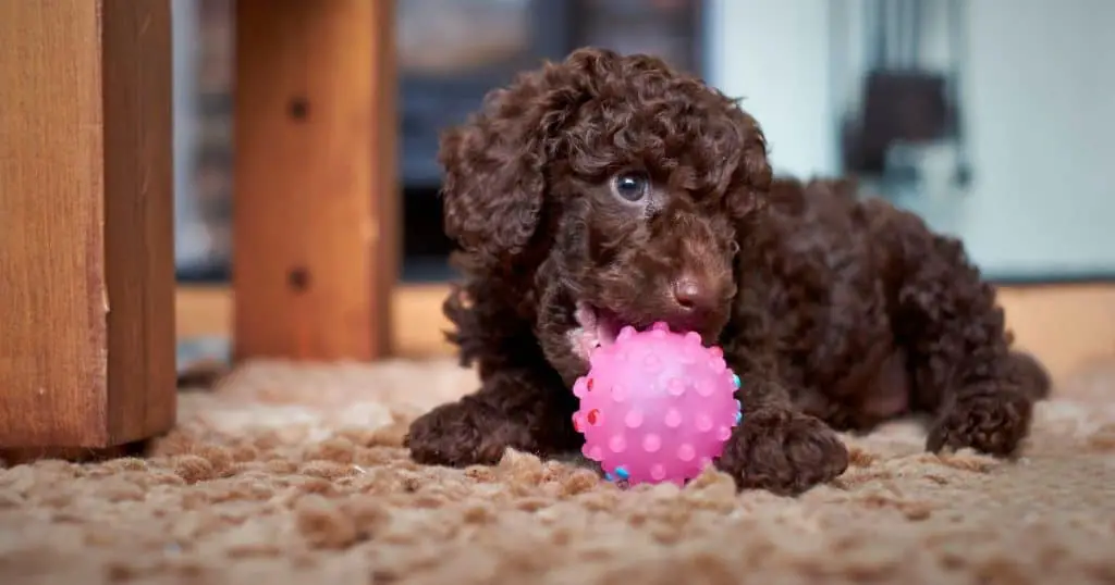 Toy Poodle - Small Fluffy Dog Breeds List