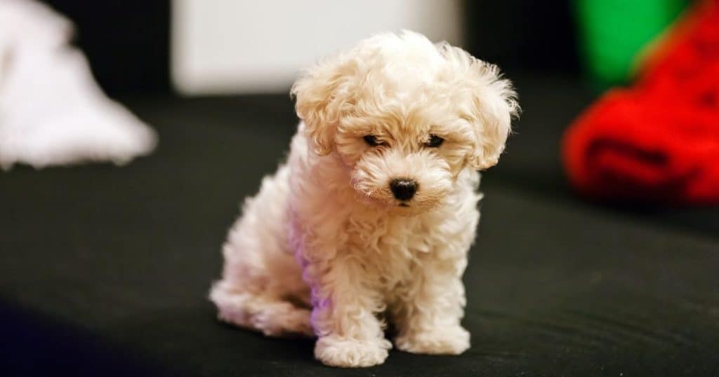 Training Bichon Frise for Independence - Can Bichon Frise Be Left Alone