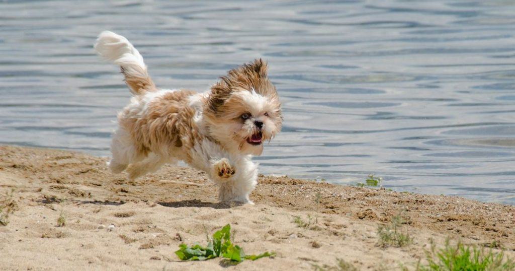 Training a Shih Tzu Terrier Mix