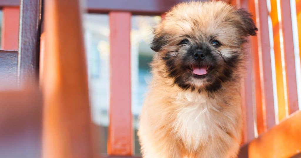 Training and Exercise - Shih Tzu and Pomeranian Mix