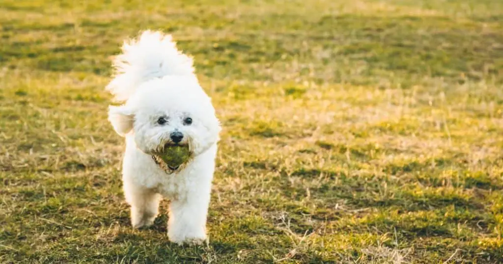 Unavoidable Events and Accidents - What Do Bichon Frise Usually Die From?