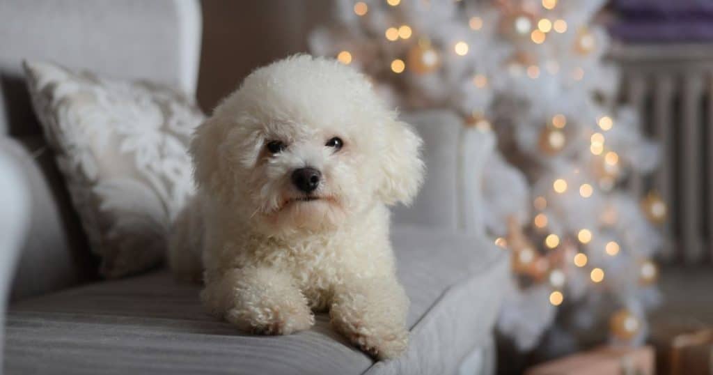 Understanding Bichon Frise Behavior