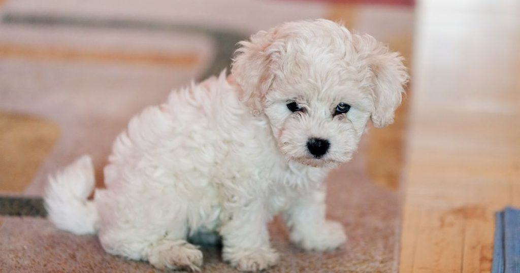 Understanding Bichon Frise Breed - Can Bichon Frise Swim?