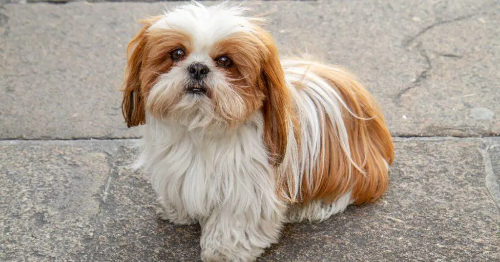 Physical Features - Shih Tzu Terrier Mix