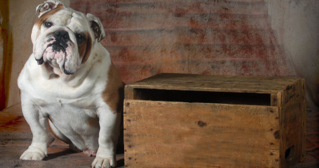 Unique Male Bulldog Names