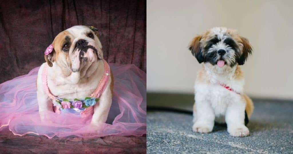 What About Bulldog and Shih Tzu Mix? - Bulldog and Shih Tzu Mix