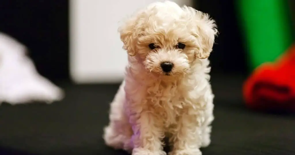 What Do Bichon Frise Usually Die From Major Causes