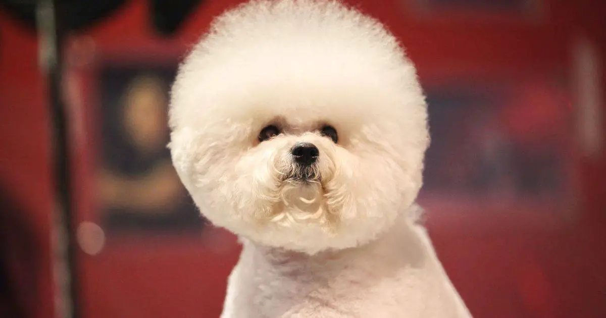 What Do Bichon Frise Usually Die From? Top 5 Health Risks and How to Prevent Them Best Guide