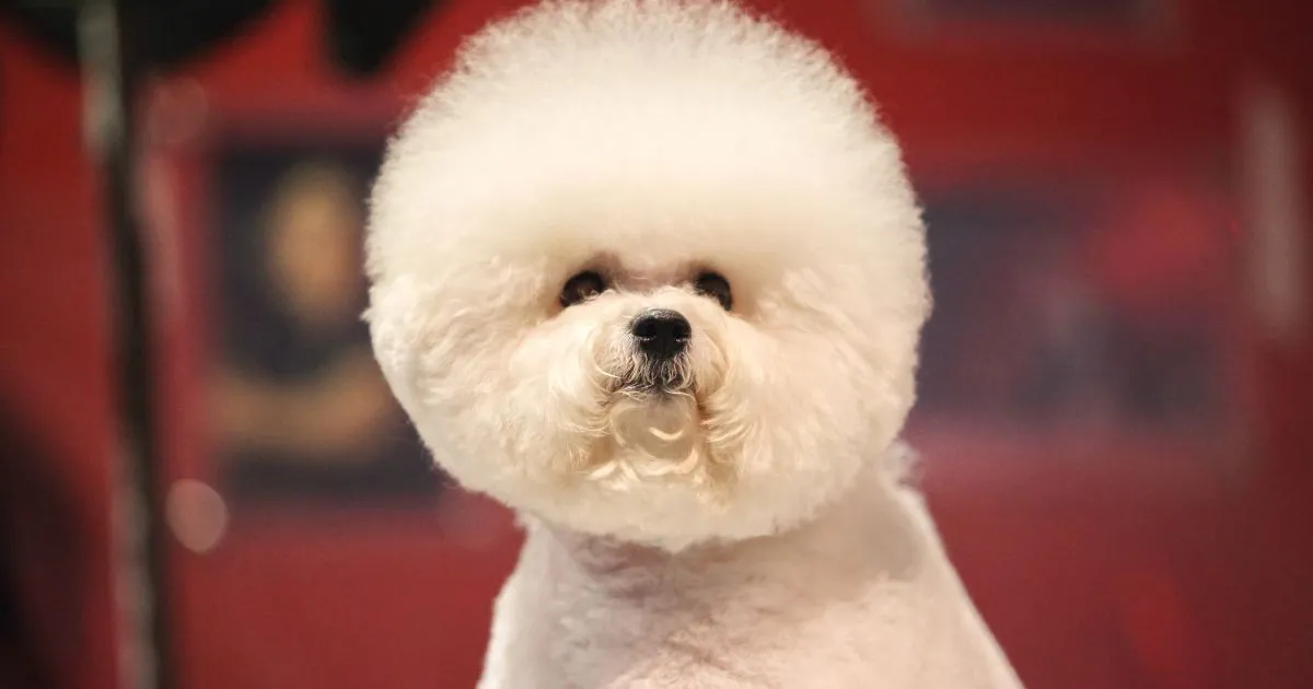What Do Bichon Frise Usually Die From? Top 5 Health Risks and How to Prevent Them Best Guide