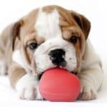 What Do Bulldog Puppies Eat: Best 10 Foods for Optimal Health