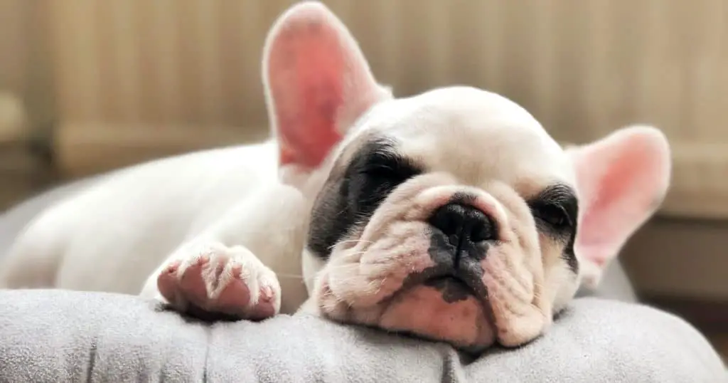 What To Consider While Buying Dog Bed For French Bulldog Puppy?