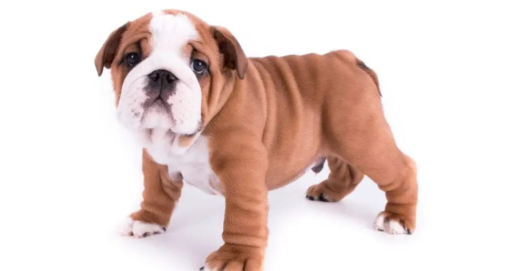 What To Keep In Mind While Buying The Best Collars For Your Bulldog Puppy? - INTIMG