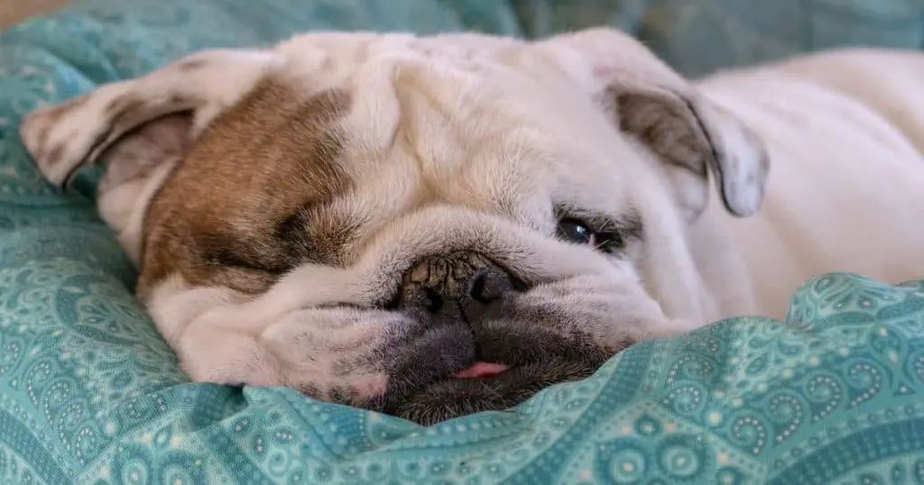What To Look For While Buying Best Beds For Bulldogs?
