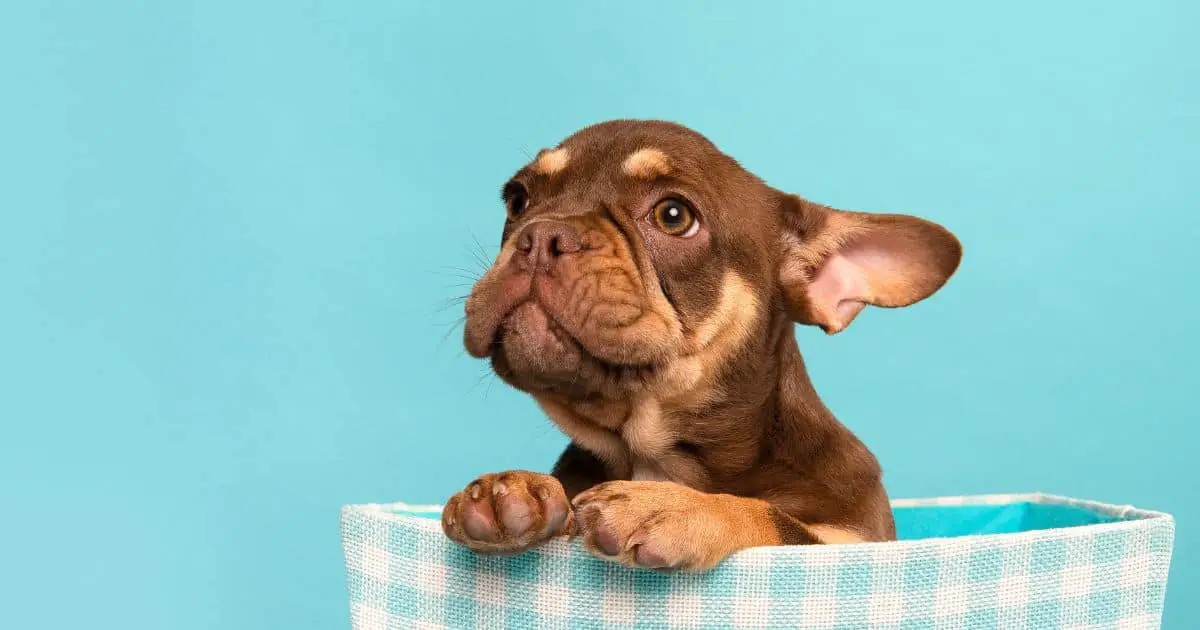 What Were French Bulldogs Bred For? Best Info Guide