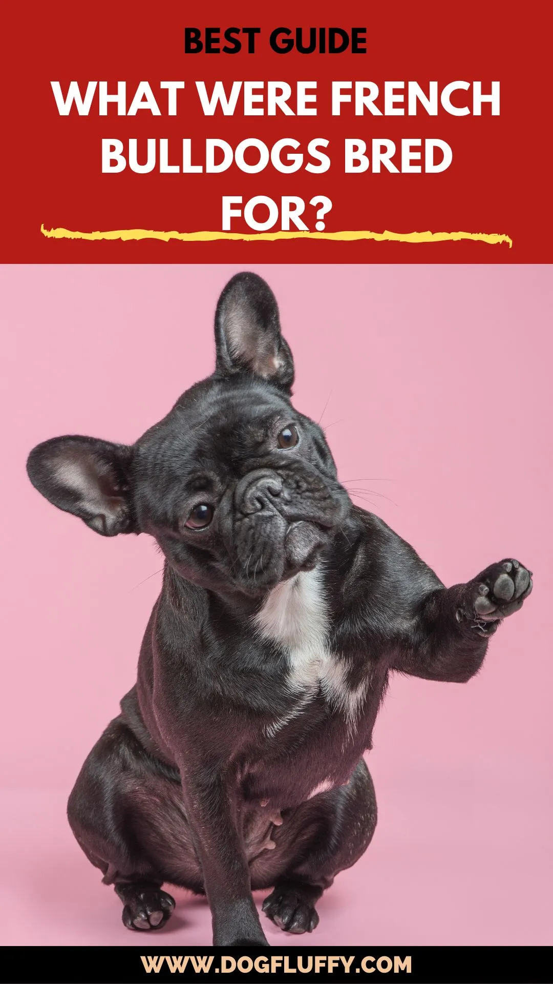 What Were French Bulldogs Bred For - PINIMAGE