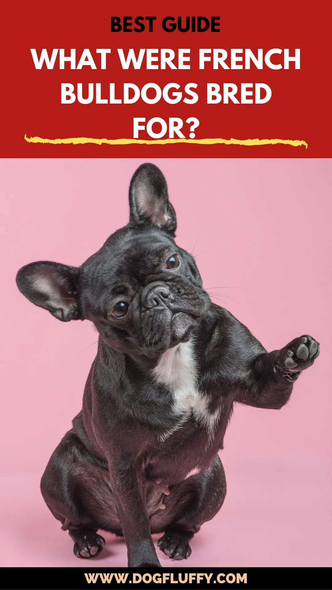 What Were French Bulldogs Bred For? Best Info Guide 5 What Were French Bulldogs Bred For - PINIMAGE
