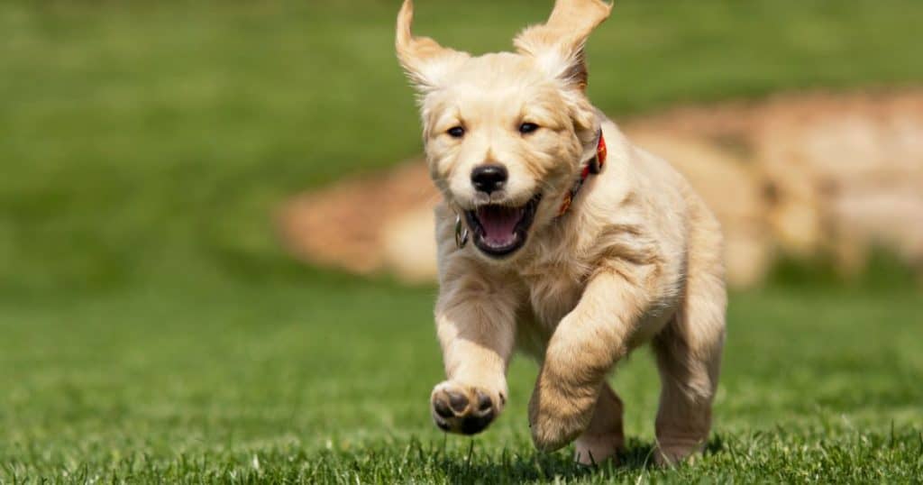 Why Do Female Puppies Hump a Lot?