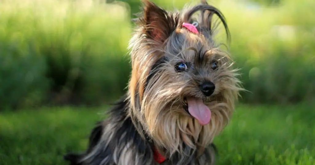 Yorkshire Terrier - Small Fluffy Dog Breeds List