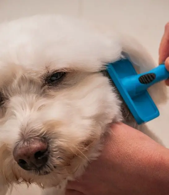 5 Best Brush for Grooming a Bichon Frise: A Comprehensive Guide