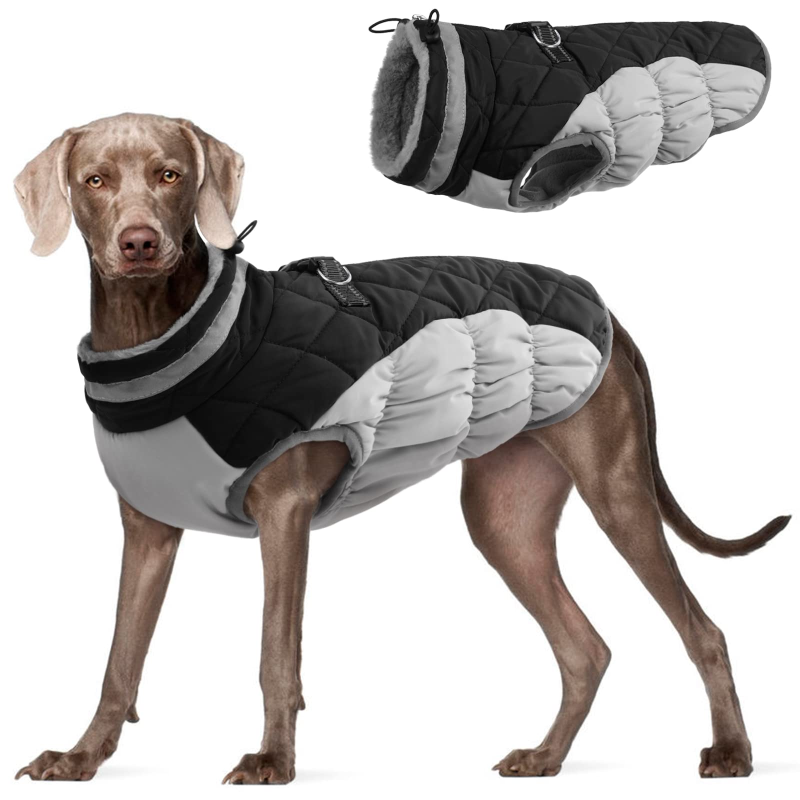 Walking Gear for a Fluffy Frenchie: Harnesses, Leads and Coats 4 — Dog Fluffy