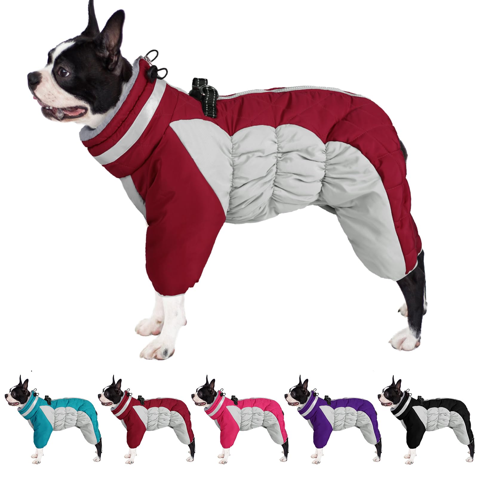 Walking Gear for a Fluffy Frenchie: Harnesses, Leads and Coats 2 — Dog Fluffy
