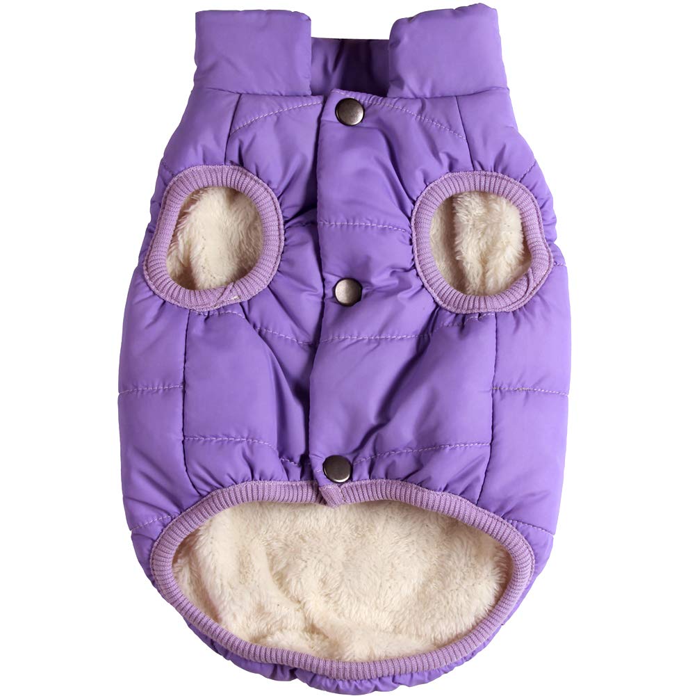 Walking Gear for a Fluffy Frenchie: Harnesses, Leads and Coats — Dog Fluffy