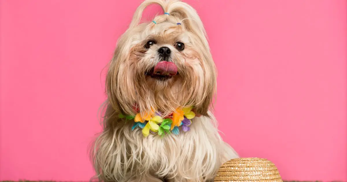 Accessories and Treats for Shih Tzu Grooming - Shih Tzu Hair Styles