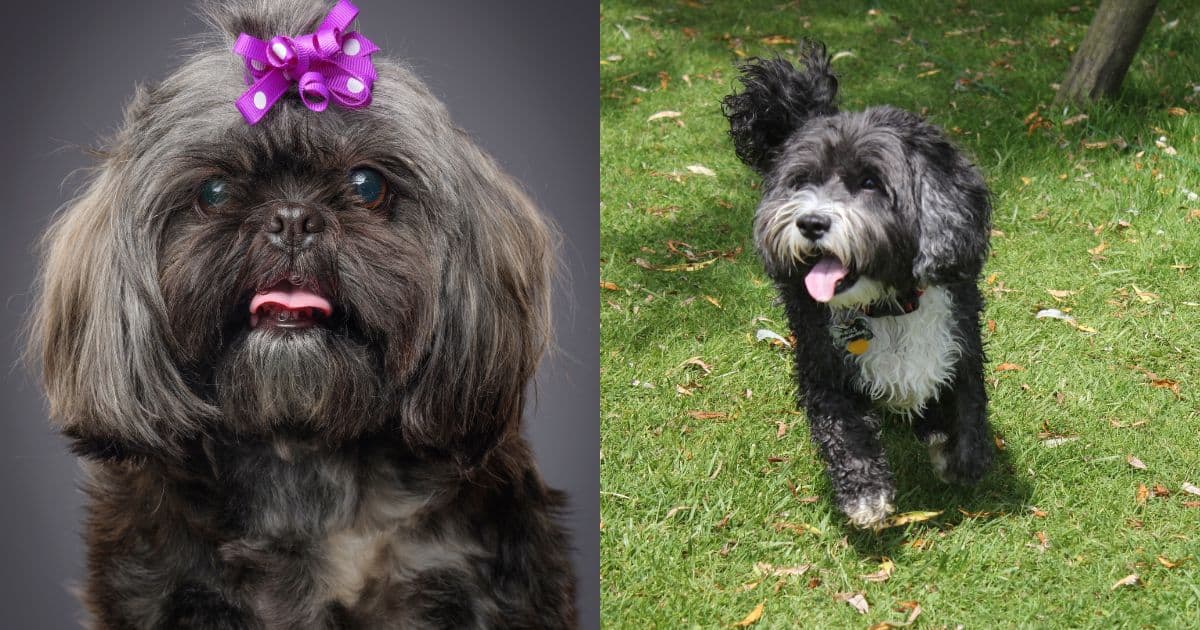 Appearance - Shih Tzu vs Havanese