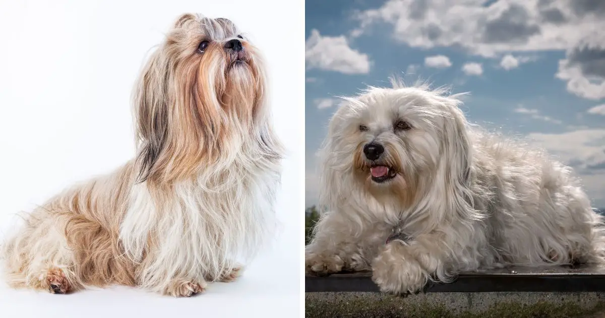 Appearance and Size - Shih Tzu Havanese Mix