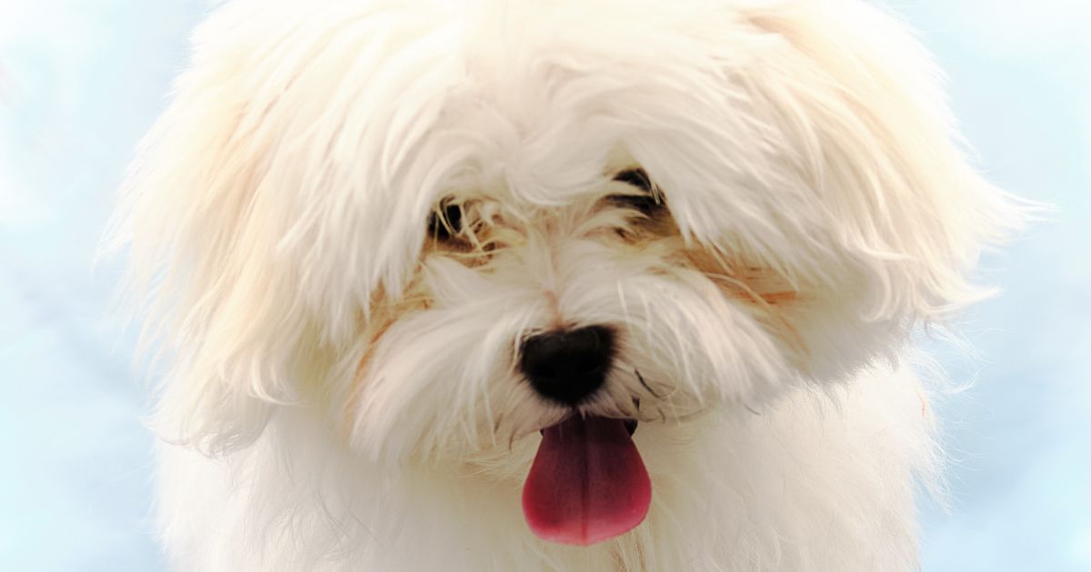 Are Bichon Frises Considered High Maintenance? Here’s What You Need to Know – Best Guide