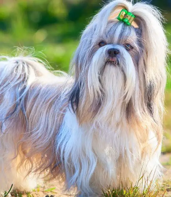 Are Shih Tzus Smart? A Clear and Neutral Answer – Best Guide