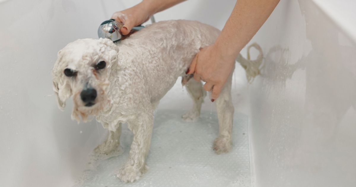 Bathing and Drying - Does Bichon Frise Require a Lot of Grooming