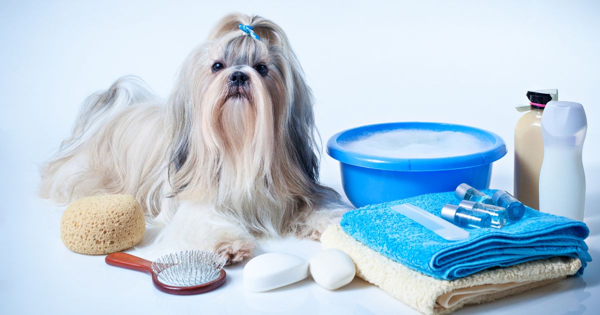 Bathing and Shampoo for Shih Tzu - Shih Tzu Long Hair