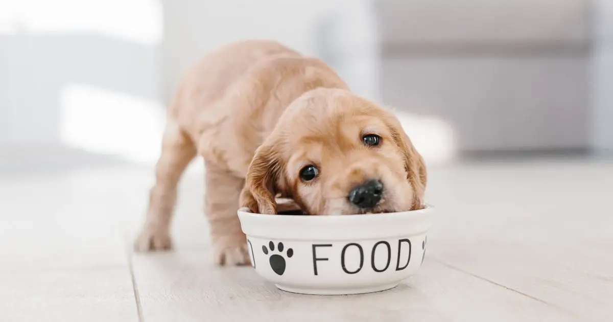 Benefits Of Arden Grange Dog Food