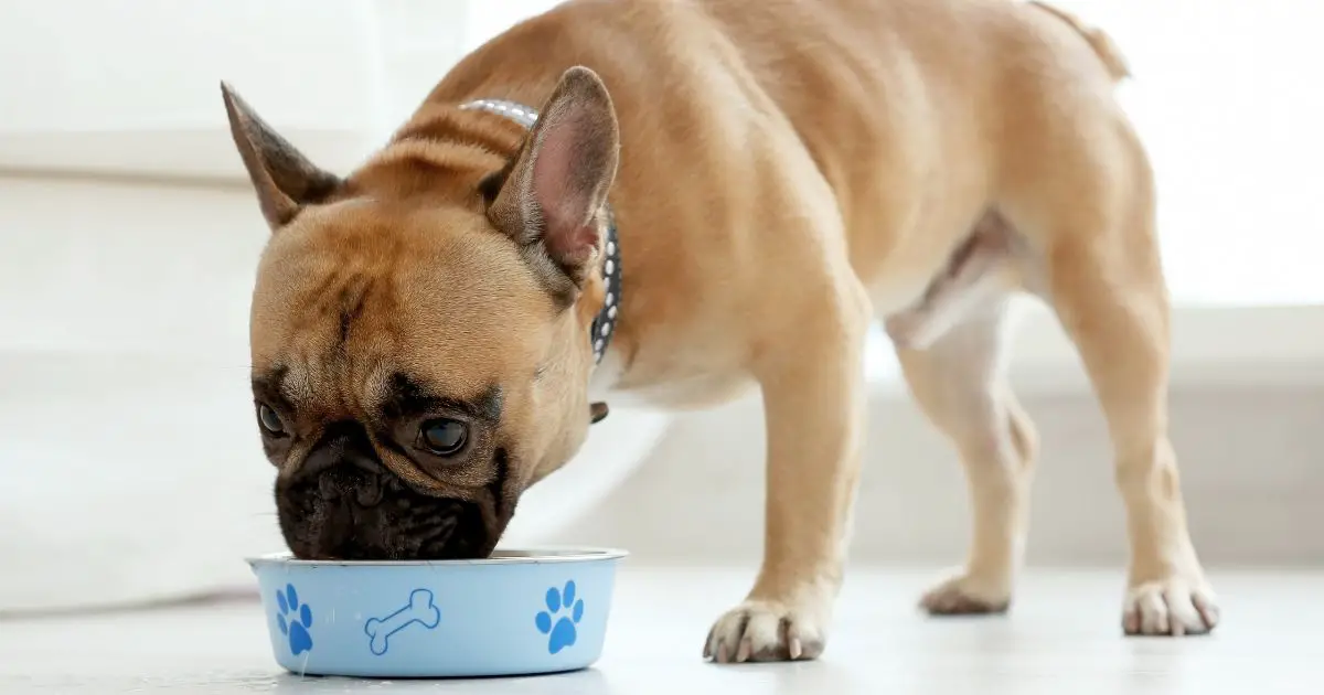 Benefits Of Dog Food From Royal Canin