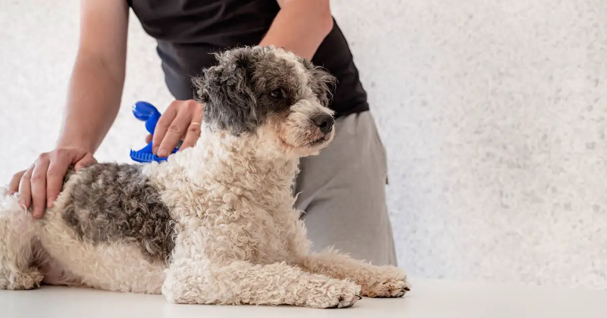 Best Brush for Grooming a Bichon Frise
