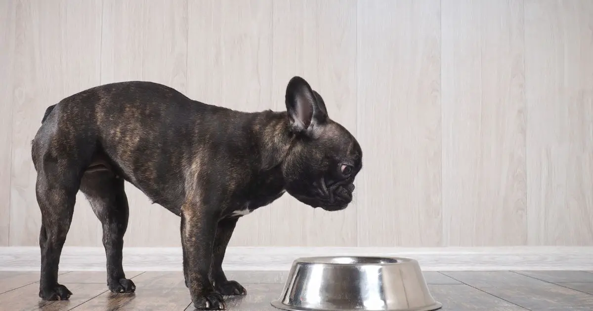 Best Types Of Bowls For Your French Bulldogs - NINTG