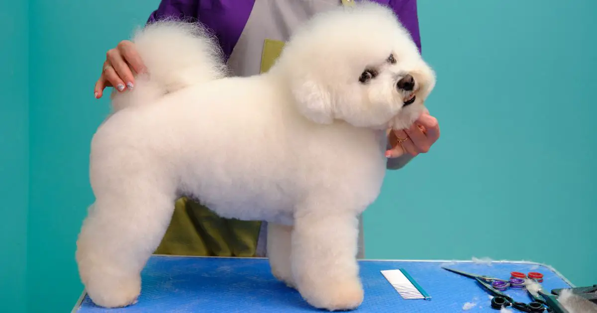 Bichon Frise Grooming Requirements: A Comprehensive Guide