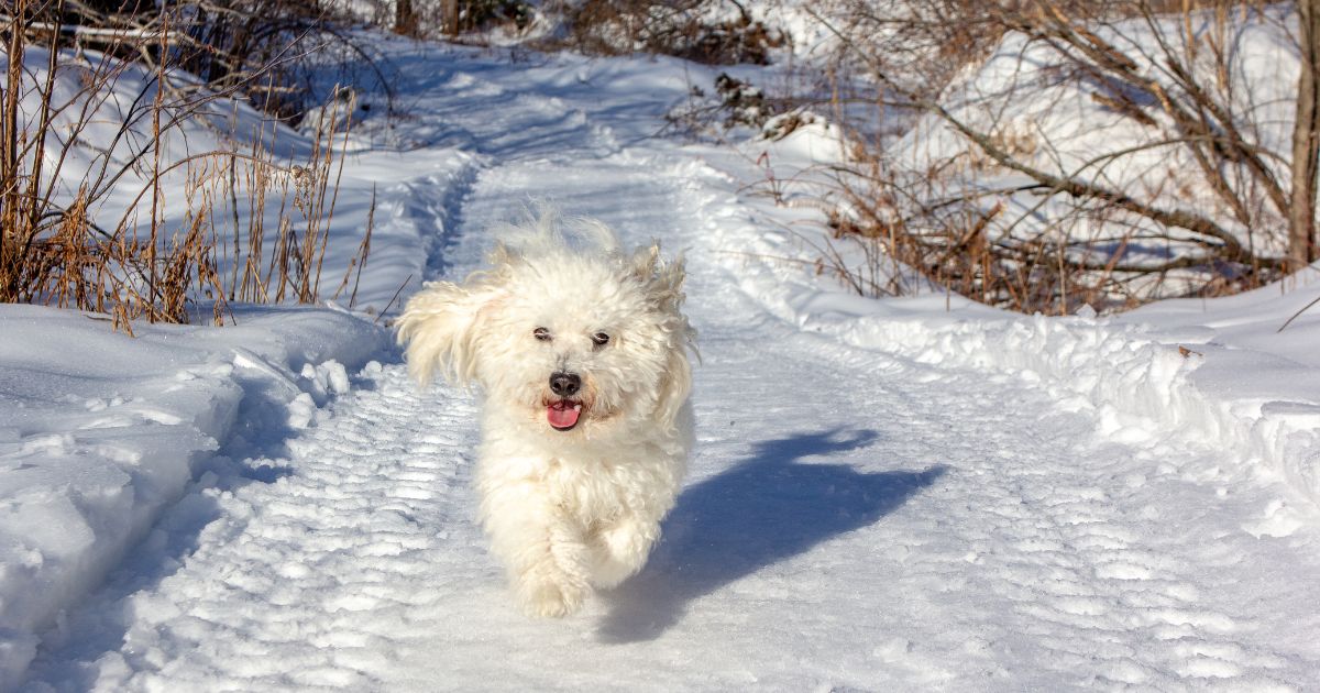 Bichon Frise Today - Where Bichon Frise Originate From